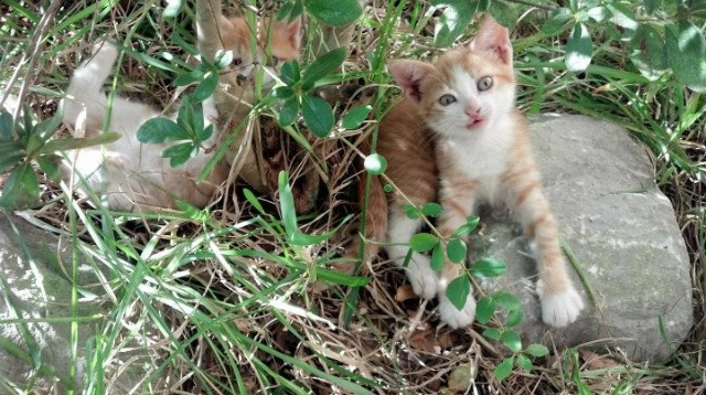 地方篮球发展研讨会召开探讨联赛结构改革与青训机制升级,篮球联赛简介