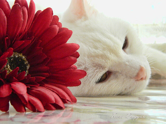 技术流胜利!奥卡拉汉200米自由泳解构