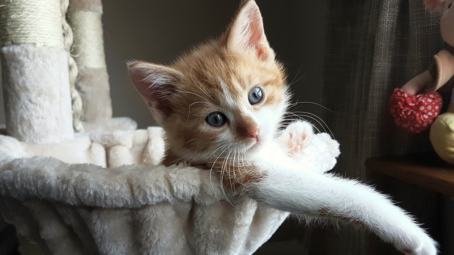 法国橄榄球新兴力量崛起,能否击败世界顶级球队?,法国橄榄球大片