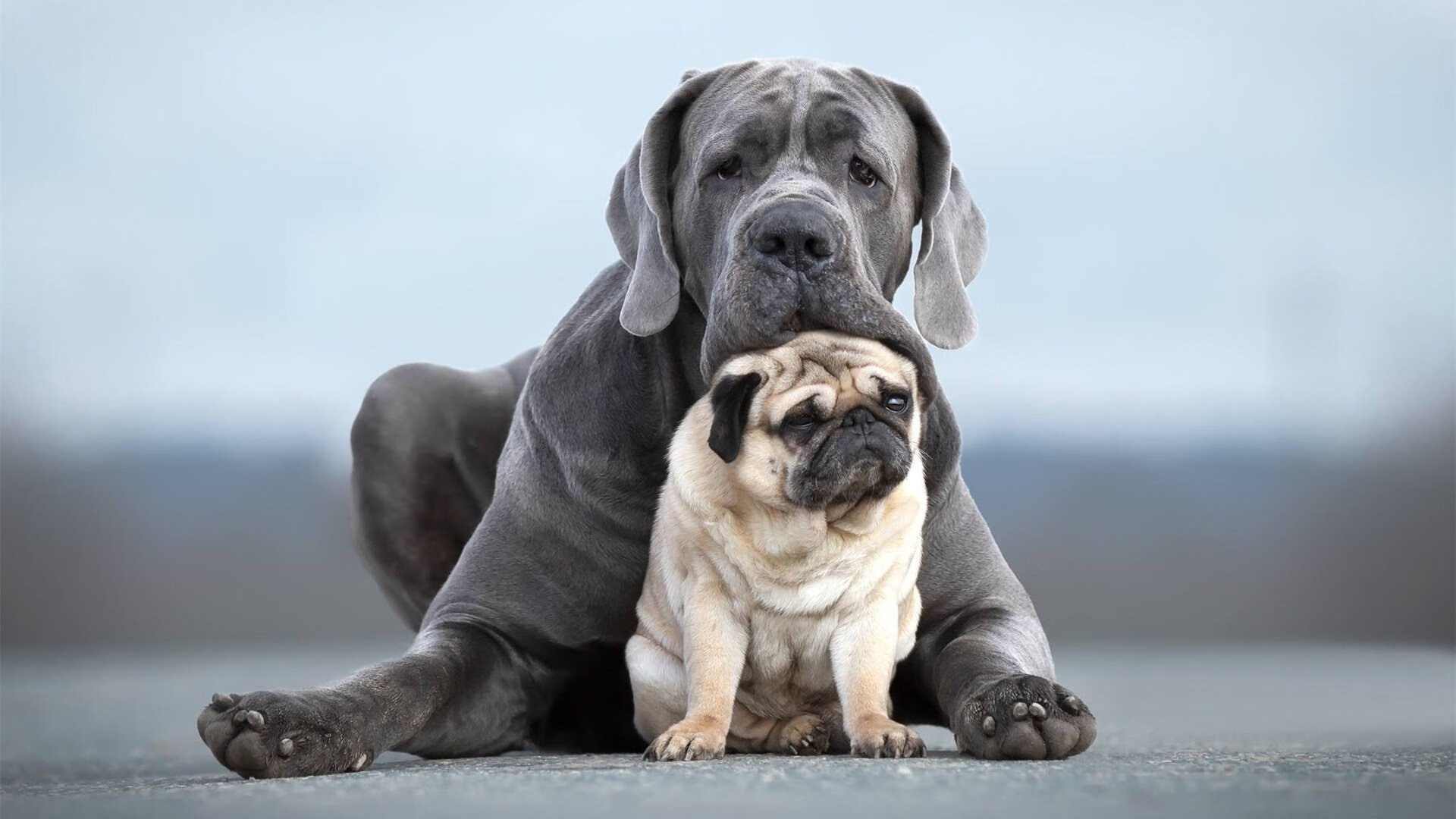 乐鱼官方登录入口-波黑男篮在欧洲锦标赛中表现出色，已成为新晋强队